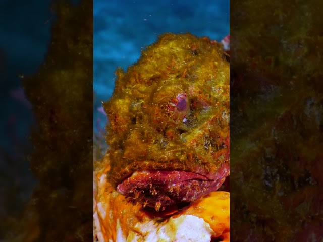 Scorpionfish uses a sponge as a COUCH!