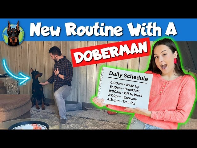 Following a FIRST-TIME Doberman Owner for a Full Day!