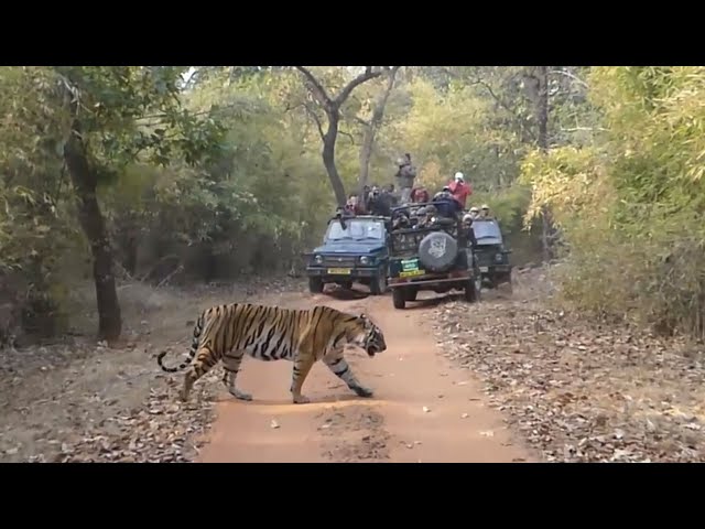 Bandhavgarh National Park the land of the Tiger. 2 Tigress with cubs. Bandhavgarh Tiger Reserve