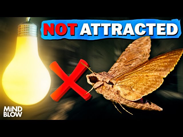 Why Bugs Are Attracted To Light SOLVED - Mind Blow