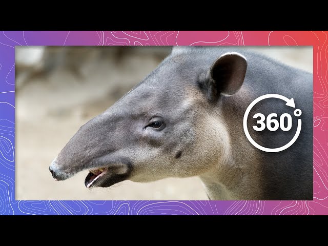 Wild Tapir Discovers a Secret Pond | Wildlife in 360 VR