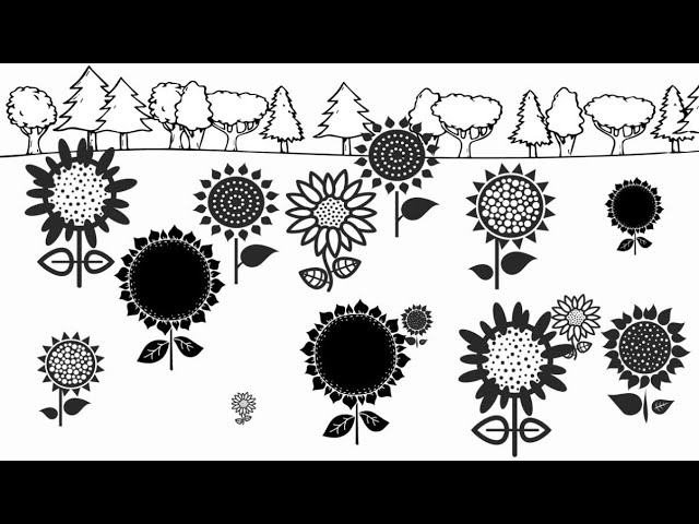 Sunflower | Baby sensory video | Black White High Contrast Fun video | Piano
