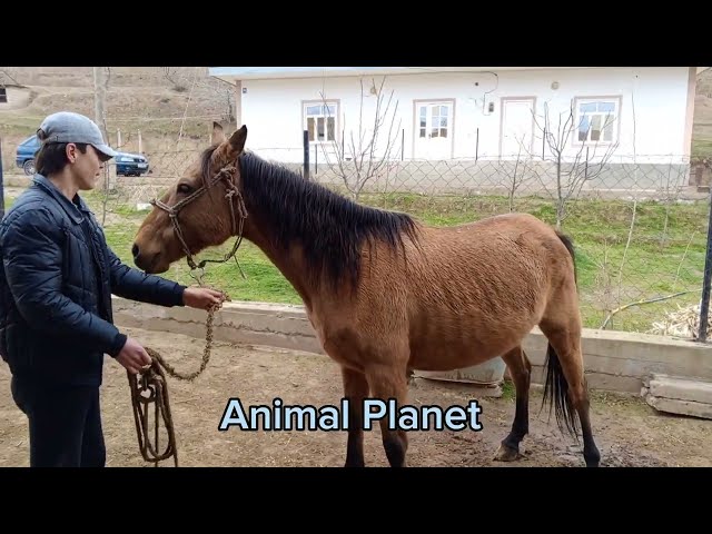 New Video the life horses 2024 - Animal Planet