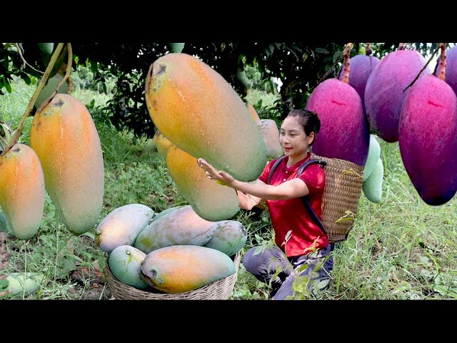 How to Harvest Mangoes in the Backyard with My Recipe / Cooking with Ly Thi Cam
