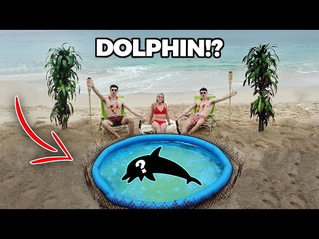 BUILDING A BEACH POND!! ... (with dolphins)