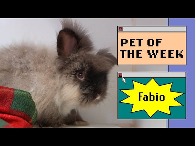 Pet of the Week - Fabio