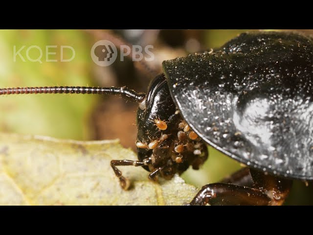 You Wish You Had Mites Like This Hissing Cockroach | Deep Look
