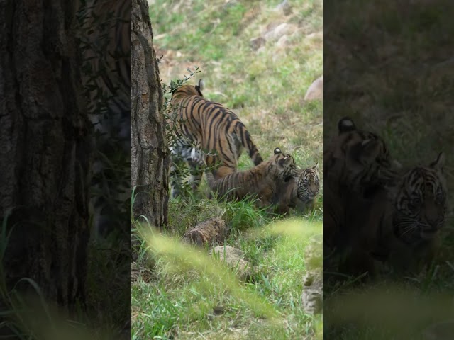 Sumatran tiger cubs explore the great outdoors #tigercubs #shorts