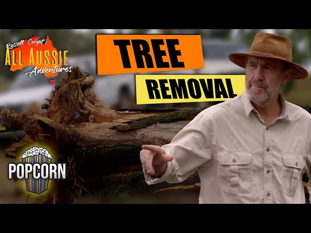How To Remove a Tree with Russell Coight | All Aussie Adventures