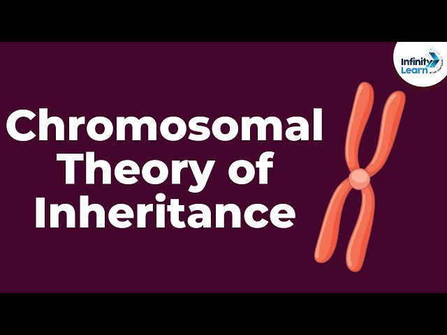 Genetics - Chromosomal Theory of Inheritance - Lesson 9 | Don't Memorise