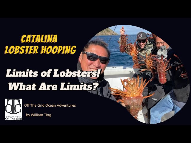 Lobster Extravaganza | Chasing Thrills in Catalina's shallow reefs!