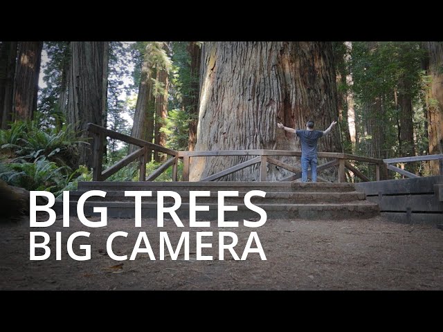 Exploring Redwoods on Film | Large Format Photography 2021 - Episode 1