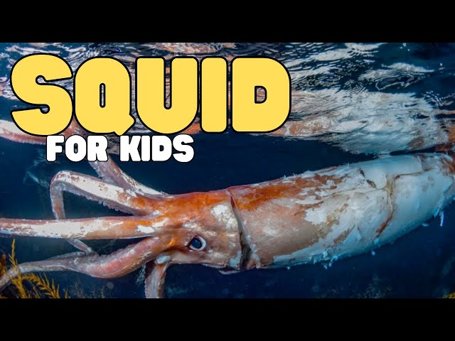 Squid for Kids | Learn all about these inky sea creatures