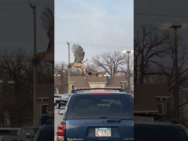 This Hawk Was Embarrassed