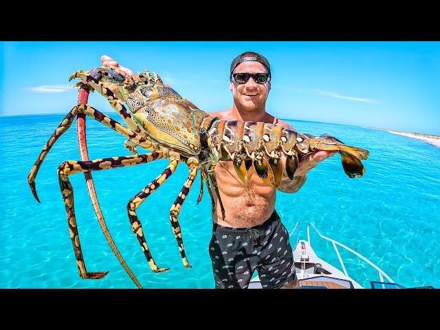 Can I Cook Giant Lobster Using The Sun?