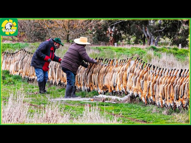 🦊 Scary! How Do German Farmers Deal With Millions of Foxes Attacking Livestock