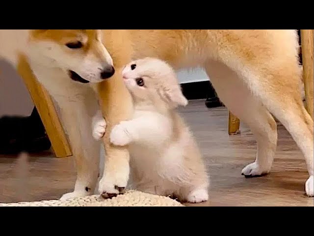 New  Funniest Cats And Dogs Videos 😁 Best Of The 2023 Funny Animal Videos 😁 - Cutest Animals Ever