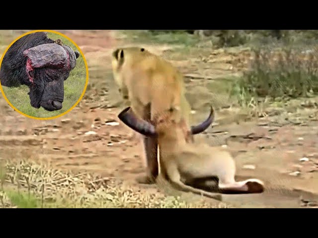 99 Crazy Moments of Lion Attack Buffalo and Another Wild Animal