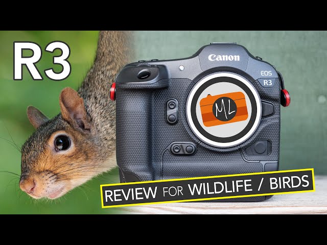 Canon R3 Review for Wildlife and Birds in Flight