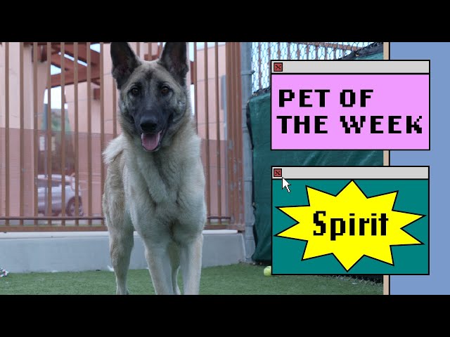 Pet of the Week - Spirit