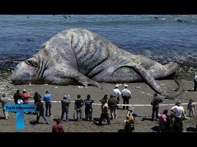 Top 10 Largest Animals In The World Ever Recorded