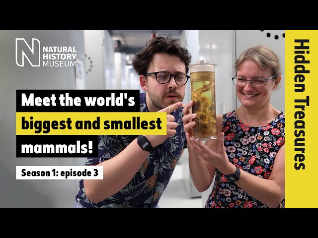 Meet the world's biggest and smallest mammals! | Hidden Treasures | S1 EP3