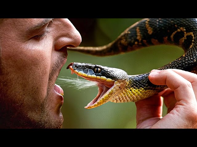 Was passiert, wenn Sie Schlangengift trinken?