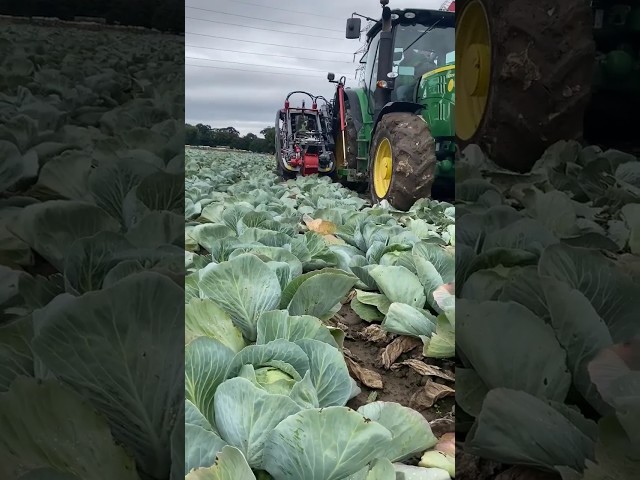 Cabbage Harvest Underway in UK || Harvester Made By Vanhoucke Engineering Belgium || #shorts