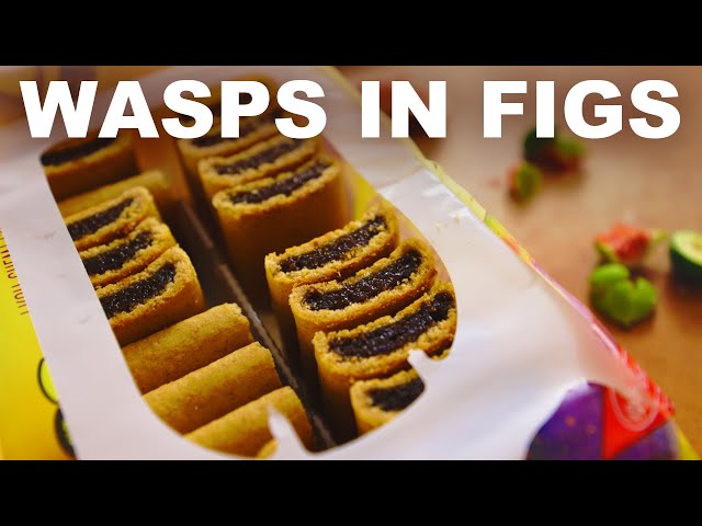 Figs have tiny dead wasps inside them (but they're ok to eat)