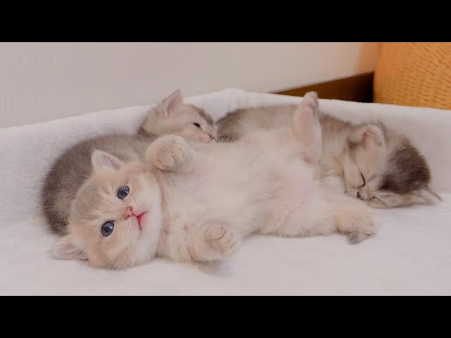 The kitten waking up his oversleeping brother was so cute...