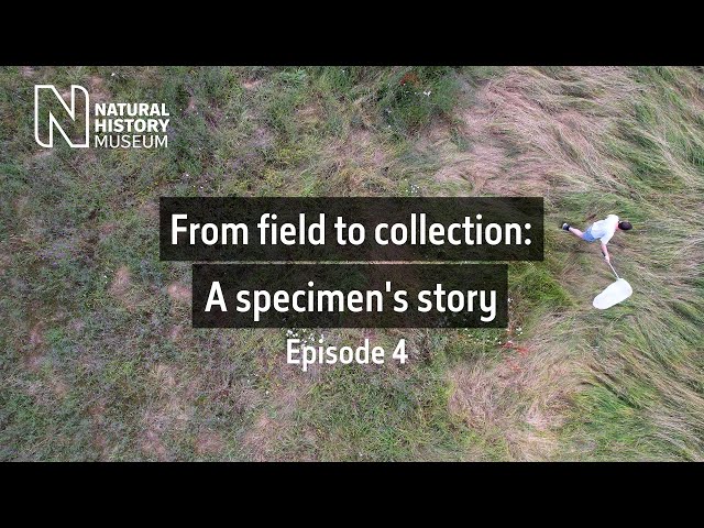 From field to collection - A specimen's story | Ep.4 | Natural History Museum