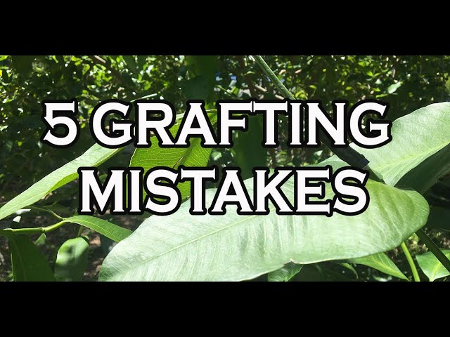 5 GRAFTING MISTAKES