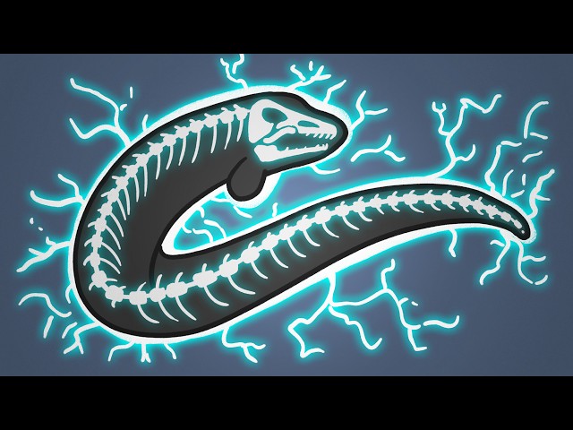 Why Don't Electric Eels Shock Themselves?