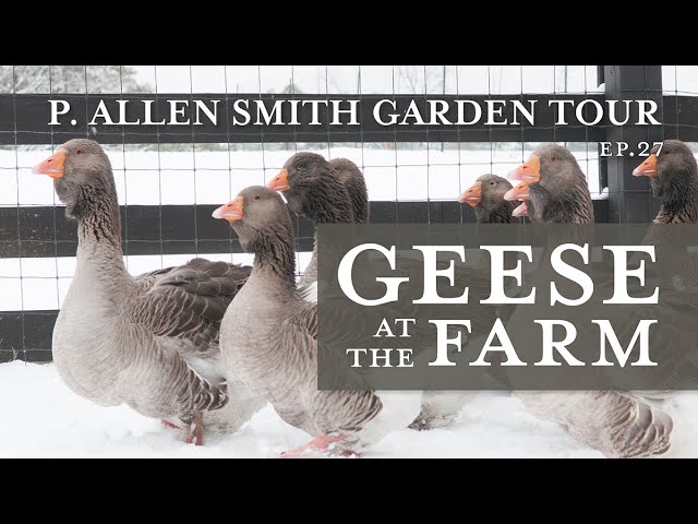 Heritage Geese Varieties: Moss Mountain Farm | P. Allen Smith (2019)