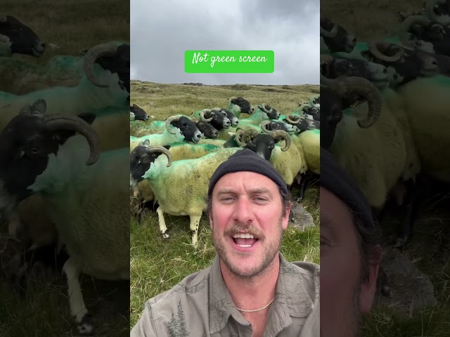 Irish sheep dog episode! 🐑 Real, rolling hills of Ireland…Check out the full video on my channel