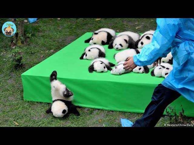 Try Not To Laugh - Funny Panda Video 2021| Pets Island
