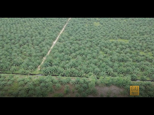 Peatland restoration benefits Indonesian farmers