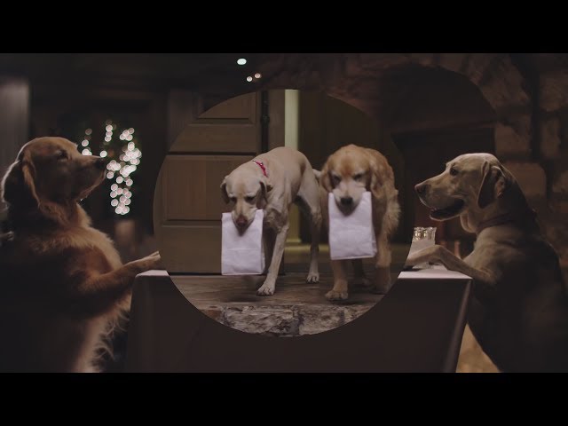 Funny Commercial Dog Doggie Bag Subaru