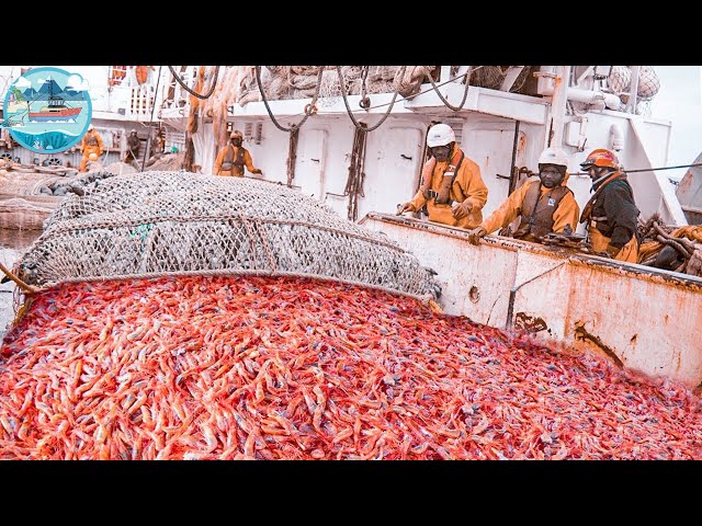The Most Delicious Shrimp In The World - Catch & Process hundreds of tons of shrimp with modern boat