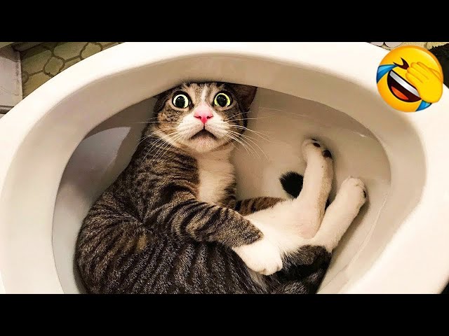 Try Not To Laugh 😂 Funniest Cats and Dogs 2023 😹🐶 Part 8