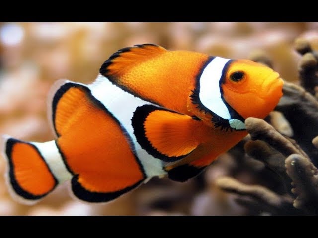 СОСЕДИ НЕМО по РИФу - Nemo's neighbors on the reef