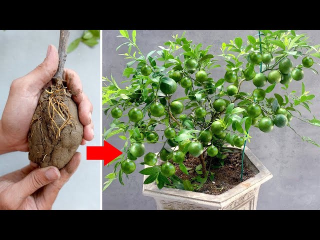The technique of propagating lemon trees from branches is simple to quickly produce many fruits