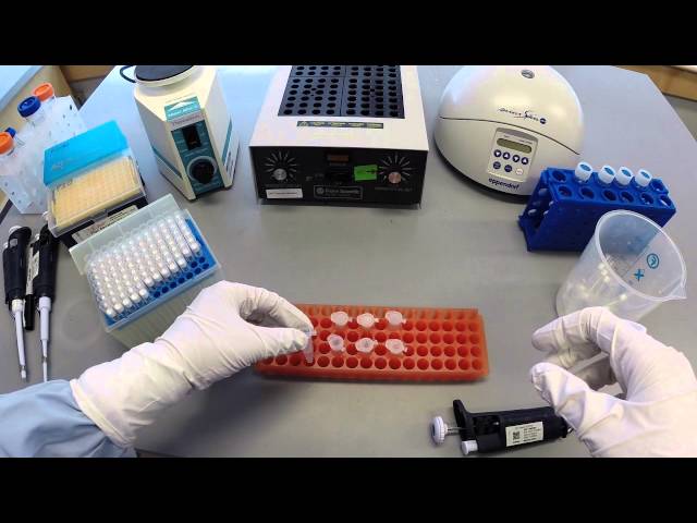 DNA Extraction Protocol - Part 1