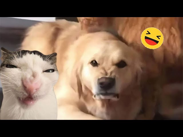 Funny Dogs And Cats Videos 2024 😅 - Best Funniest Animal Videos Of The week #13