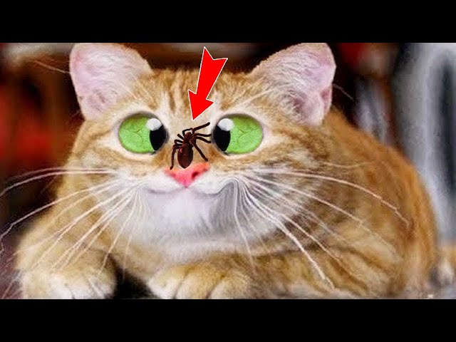 1 Hour of Funniest Cat Videos on the Planet #1 - Best Funny Animal Videos