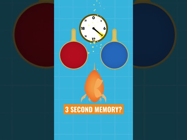 Do Goldfish Have A 3 Second Memory? DEBUNKED