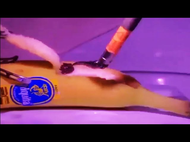 Surgery on a Banana