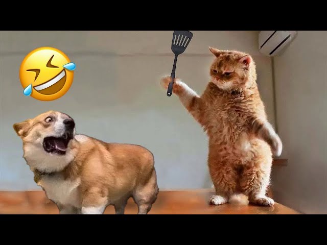 BEST funny moments of ANIMALS - FUNNIEST video of DOGS and CATS 2024 #1