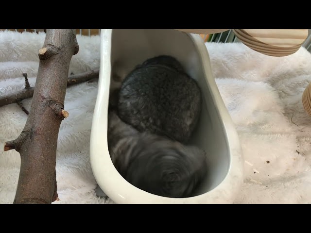 1-month-old chinchillas (Rose and Diamond) and mother (Lily)