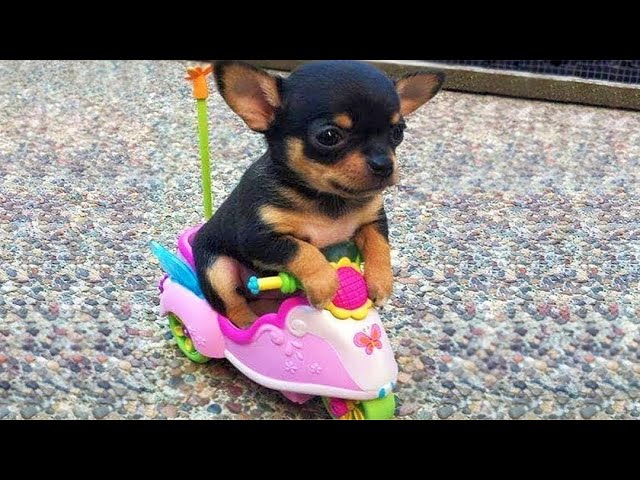 Baby Dogs 🔴 Cute and Funny Dog Videos Compilation #8 | 30 Minutes of Funny Puppy Videos 2023